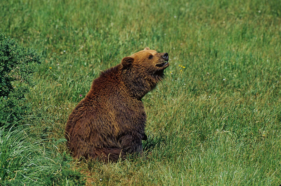 Organizaciones ecologistas de los dos lados del Pirineo reclaman a la Ministra de Transición Ecológica que refuerce la población de osos en el Pirineo