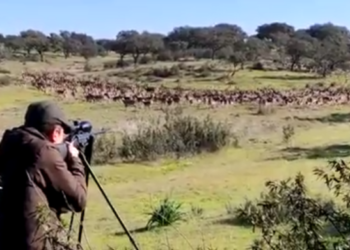 Indignación en Ecologistas Extremadura por la caza de animales de granjas cinegéticas