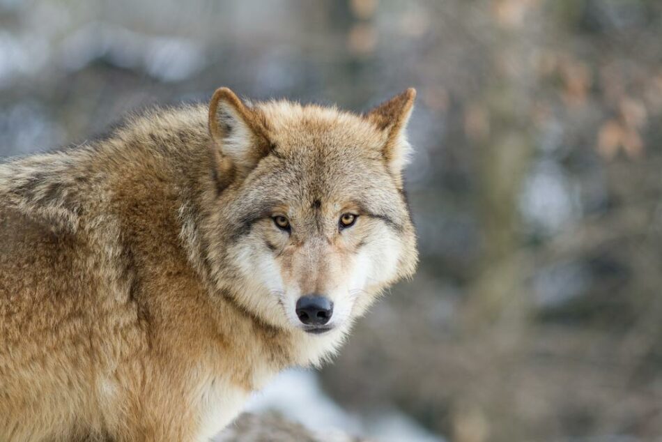 Los lobos de Mongolia prefieren alimentarse de animales salvajes que de  ganado - Tercera Información -Tercera Información