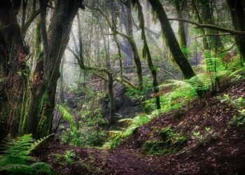 Los bosques europeos son cada vez más vulnerables a los vientos, incendios y plagas de insectos