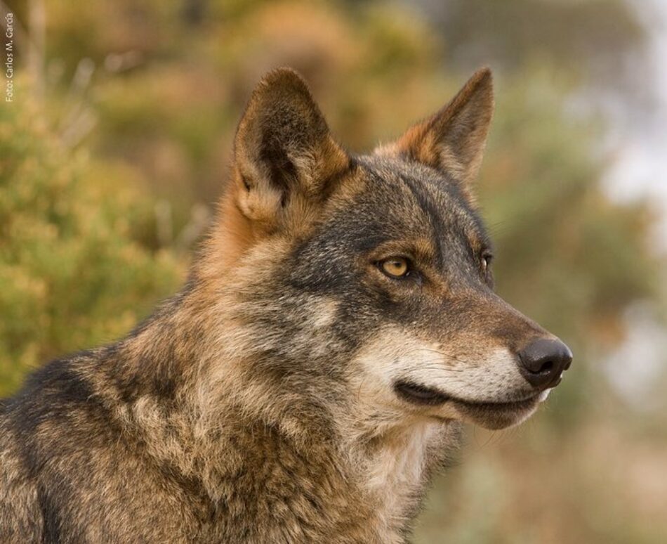 Equo pide una nueva Estrategia Nacional de Conservación además de proteger al lobo en todo el territorio