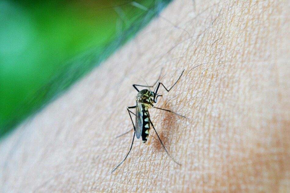 Así están conectados cambio climático y transmisión de la malaria