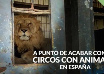 PACMA exige al Gobierno el fin definitivo de los circos con animales en España