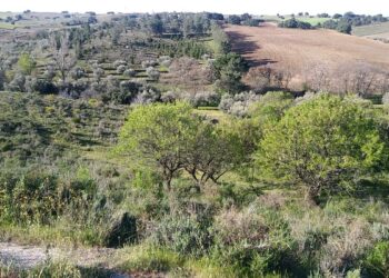 Alerta social en Méntrida: Siete proyectos fotovoltaicos a gran escala podrían afectar a 2.000 hectáreas de uno de los mejores paisajes de Castilla-La Mancha