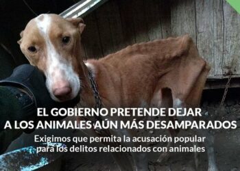 PACMA exige al Gobierno que permita la acusación popular en los delitos relacionados con animales