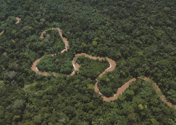 Greenpeace exige mayor protección de los ecosistemas tras el informe de la OMS que confirma el vínculo entre la pérdida de biodiversidad y las enfermedades zoonóticas