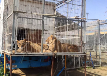 PACMA denuncia el estado de los animales del circo instalado desde hace más de un año en Arjona (Jaén)