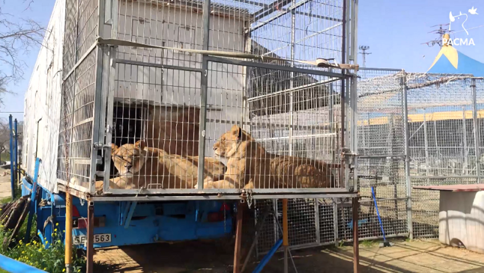 PACMA denuncia el estado de los animales del circo instalado desde hace más de un año en Arjona (Jaén)