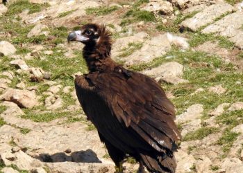 El buitre negro vuelve a criar en Aragón, tras más de un siglo de ausencia como reproductor