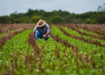 La FAO señala que el precio de los alimentos cayó un 20,5% en el último año a nivel mundial