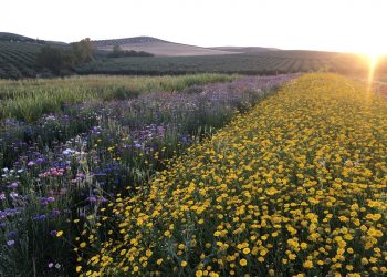 Francia, España y Portugal se unen para llenar de flores espacios degradados