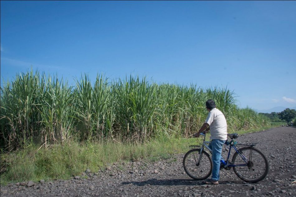 Alianza por la Solidaridad denuncia el impacto ambiental y social del cultivo de Caña de Azúcar