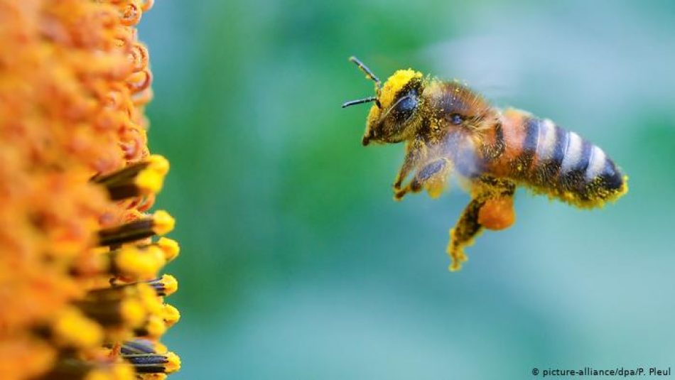 Unidas Podemos pide al Gobierno que restrinja el uso de los plaguicidas que están poniendo en peligro a las abejas