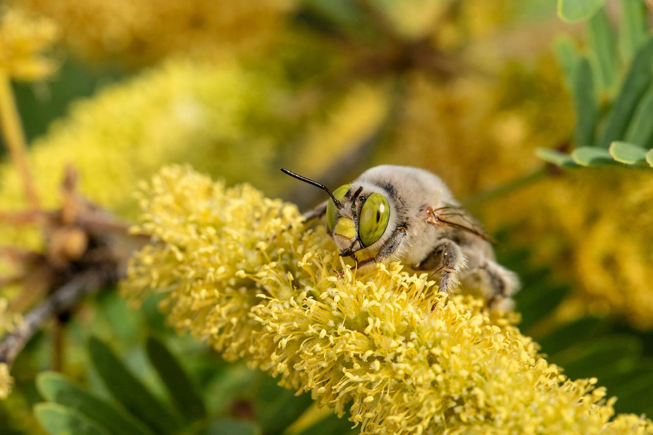 La supervivencia de toda una especie puede depender del nombre