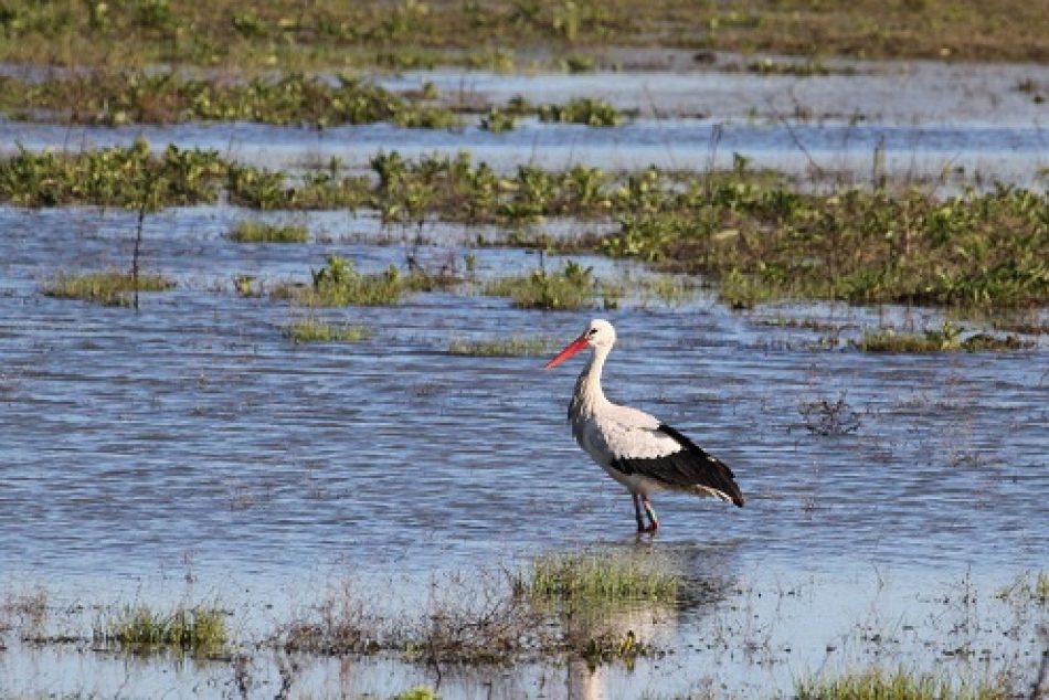 Un informe de la Abogacía del Estado confirma que la Laguna de la Janda es pública y está usurpada