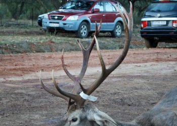 Registradas alegaciones contra la declaración de bien de interés cultural de las monterías y las rehalas en Extremadura