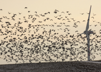 La mortalidad de aves y murciélagos se dispara con los grandes aerogeneradores de última generación