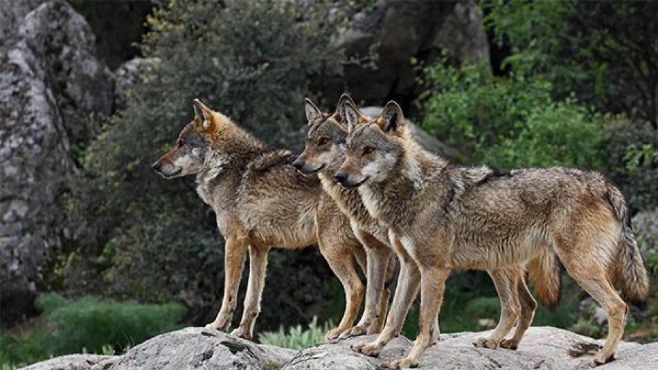 Más de 50 entidades exigen a la Junta de Andalucía que el lobo sea declarado especie en peligro de extinción