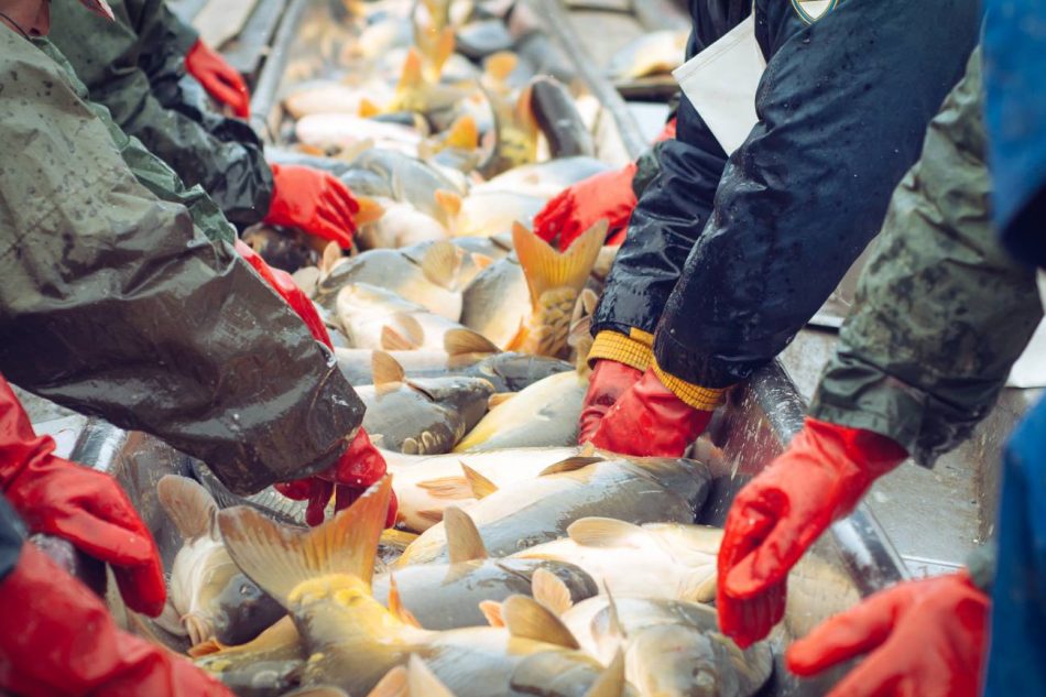 Así sienten peces, cangrejos y pulpos antes de llegar al plato