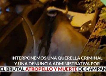 PACMA denuncia por la vía administrativa a la organización del concurso de recortes en Brihuega (Guadalajara) que acabó con un toro atropellado y ejecutado en plena calle