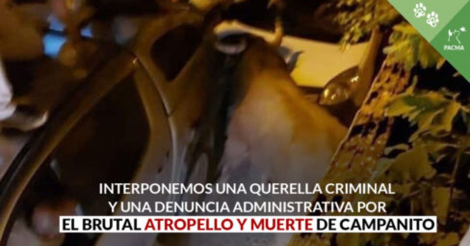 PACMA denuncia por la vía administrativa a la organización del concurso de recortes en Brihuega (Guadalajara) que acabó con un toro atropellado y ejecutado en plena calle