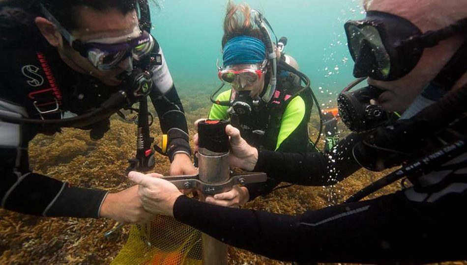 La actividad humana podría asfixiar a los arrecifes del Caribe