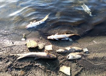 Encuentran miles de peces muertos en el embalse de Tentudía