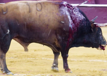 PACMA documenta una corrida de toros en la feria de Málaga para mostrar la violencia de la tauromaquia