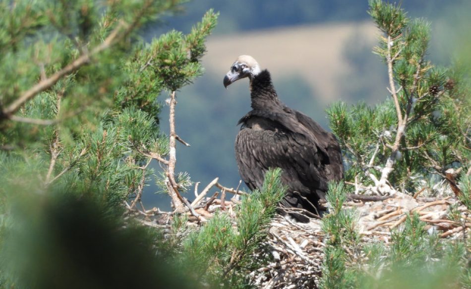 Nacen buitres negros por segundo año consecutivo en la Sierra de la Demanda