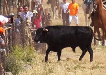 PACMA denunciará las irregularidades de un encierro por el campo en Loranca de Tajuña (Guadalajara) que acabó con varias personas y un caballo corneados