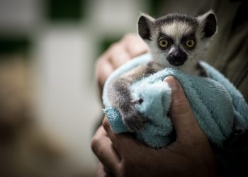 InfoZOOS pide que cesen las interacciones directas entre animales salvajes y público visitante en los zoos españoles