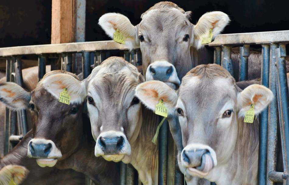 Ecoloxistas en Acción denuncia que a gandería industrial provoca despoboación no ámbito rural