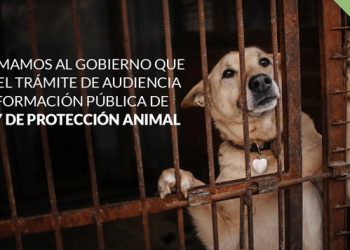 PACMA insta al Gobierno a publicar el Anteproyecto de la Ley de Protección Animal y abrir el trámite de audiencia e información pública