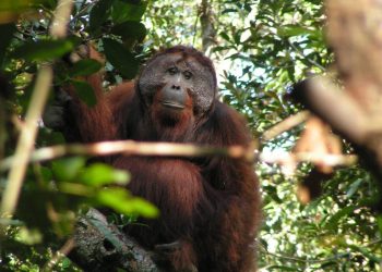 Las llamadas de los orangutanes viajan por la selva sin perder significado