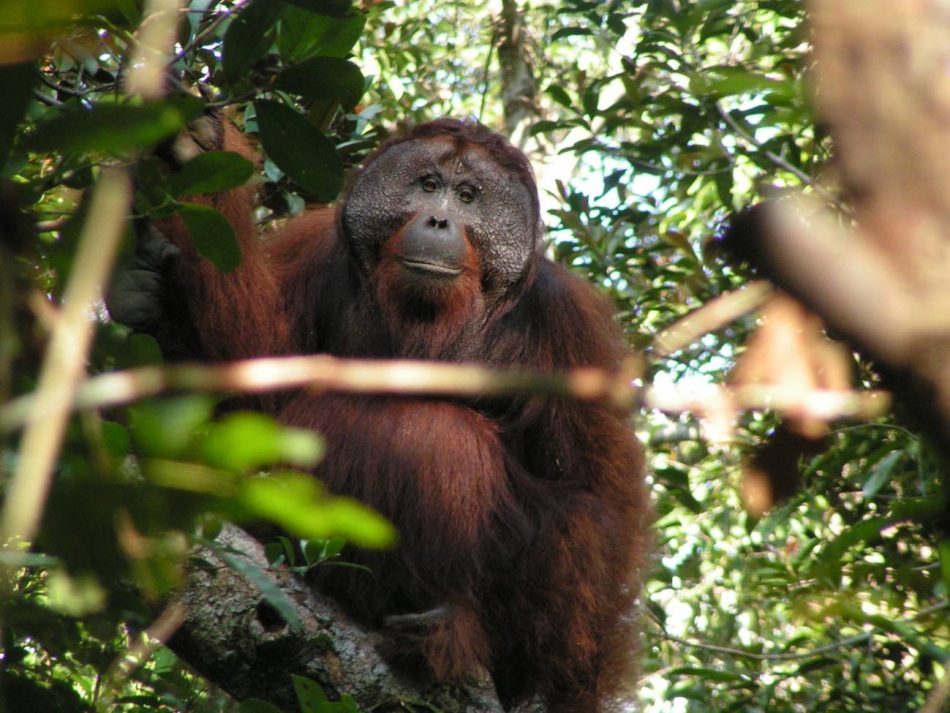 Las llamadas de los orangutanes viajan por la selva sin perder significado