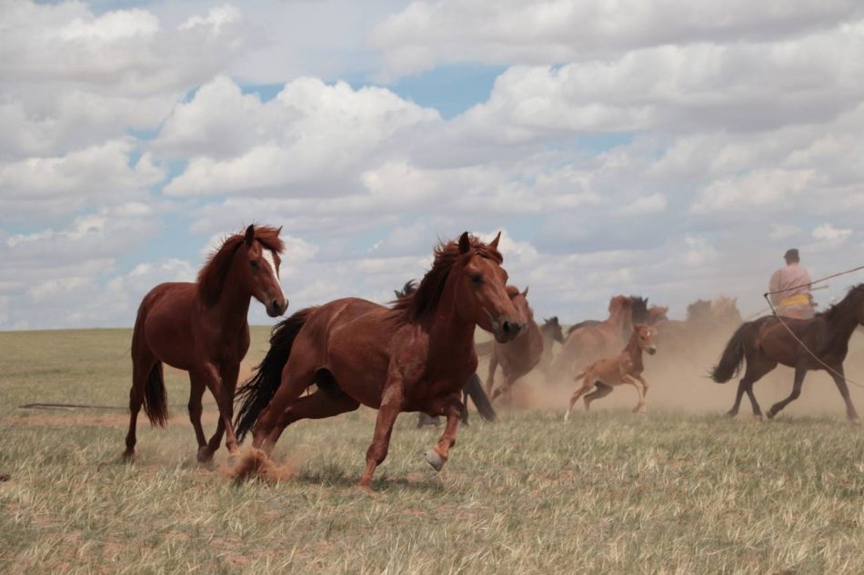 Los caballos modernos se domesticaron en las estepas al norte del Cáucaso y se extendieron por Asia y Europa