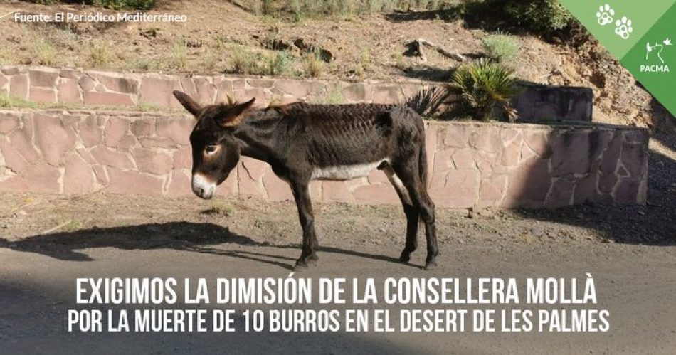 PACMA exige la dimisión de la consellera de Agricultura de la Generalitat Valenciana por la muerte de diez burros en el Desert de Les Palmes