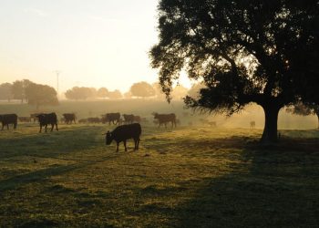 Piden que se prioricen las ayudas a los proyectos agrarios pequeños y medianos, porque “son los que de verdad las necesitan”