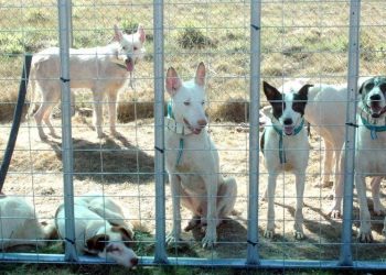 PACMA presenta alegaciones al Proyecto de Real Decreto de núcleos zoológicos de animales de compañía