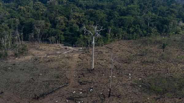 Deforestación En La Amazonia Brasileña Alcanza Cifra Récord Tercera Información Tercera 9927