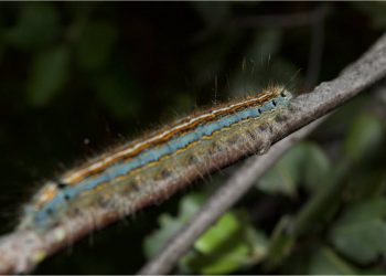 Más de 600 especies de invertebrados se alimentan de la encina