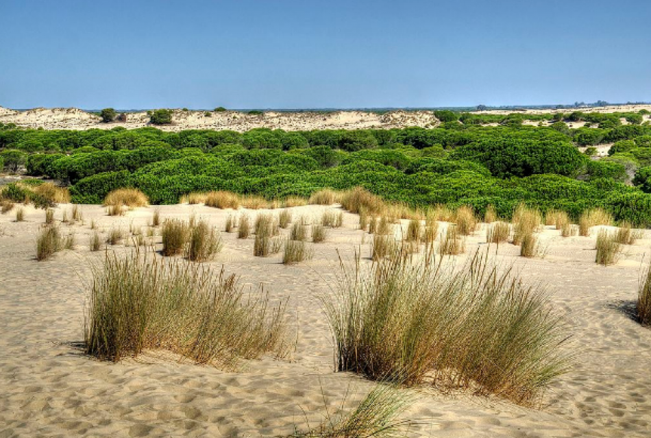 Ecologistas en Acción, SEO/BirdLife y WWF España piden la suspensión de la caza de aves acuáticas en Doñana ante la situación de sequía