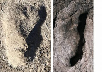 Un misterioso homínido bípedo dejó sus huellas hace más de 3 millones de años en Tanzania