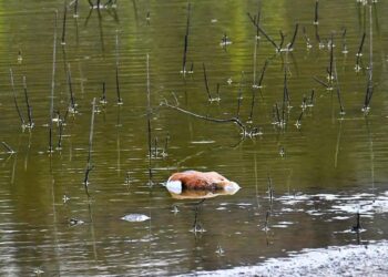 Otro atentado ecológico a las Charcas de San Lorenzo