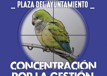 Organizan una concentración en Valencia por la protección de las cotorras y palomas a nivel nacional