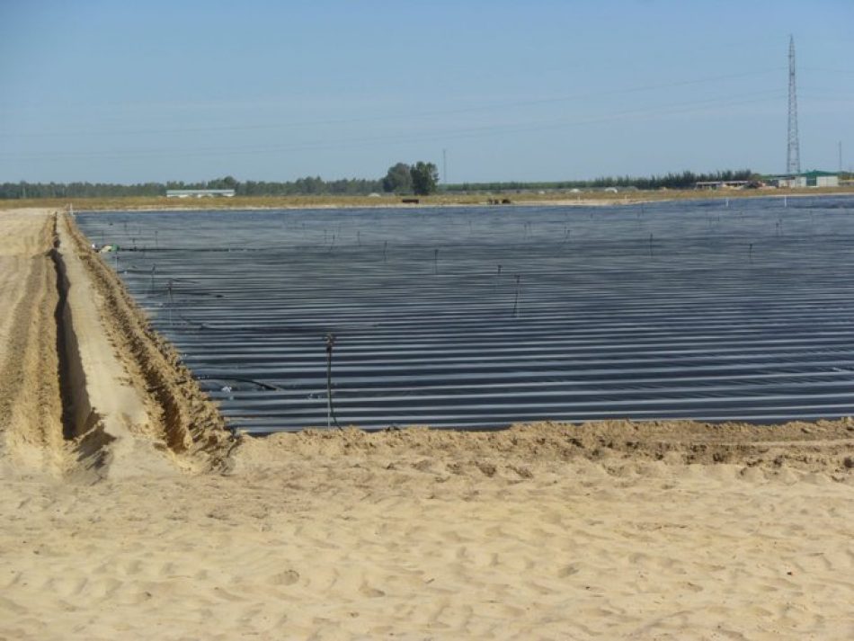 PACMA critica la Proposición de Ley del PP que amnistiará los terrenos ocupados ilegalmente por agricultores en Doñana