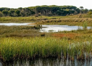 Verdes EQUO Más País piden al Congreso que ejerza sus funciones de protección de Doñana y facilite las actuaciones contra las captaciones ilegales de agua