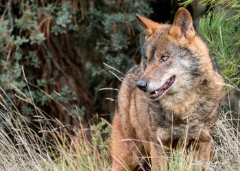 La Plataforma por la recuperación del lobo en Andalucía solicita a Teresa Ribera que exija a la Junta de Andalucía el cumplimiento de la normativa de protección del lobo ibérico