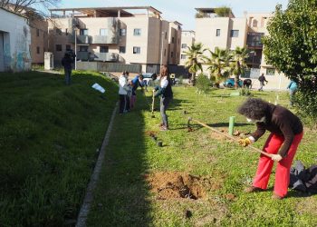 Ecologistas en Acción realizó el domingo una plantación popular de árboles en Mérida