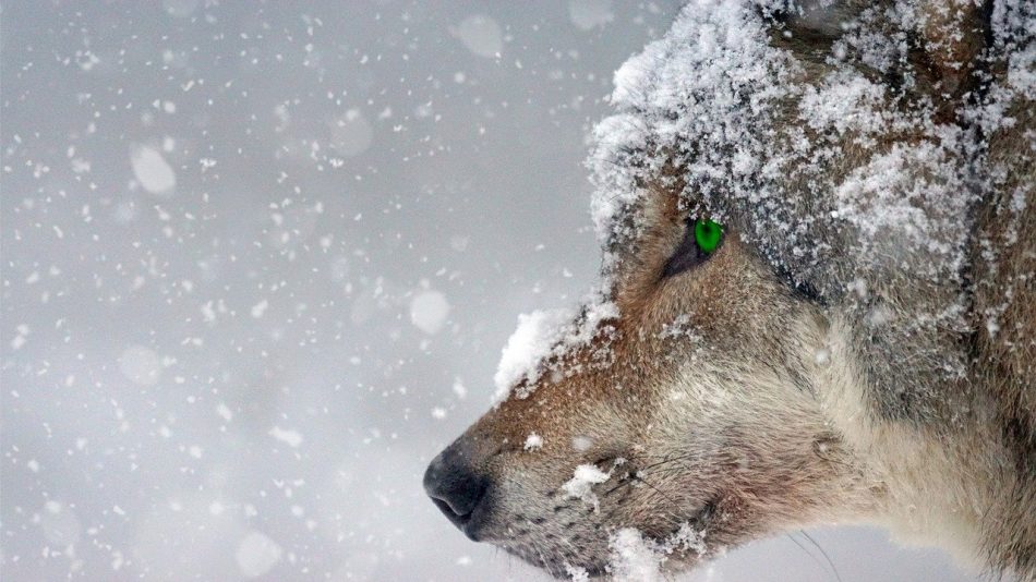 Ecologistas en Acción reclama a Galicia, Castilla y León, Cantabria y Asturias el cumplimiento de la protección del lobo